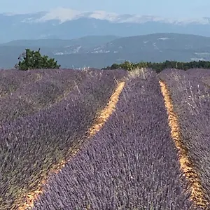  Appartement Provence Luberon Location Chez Marcelle